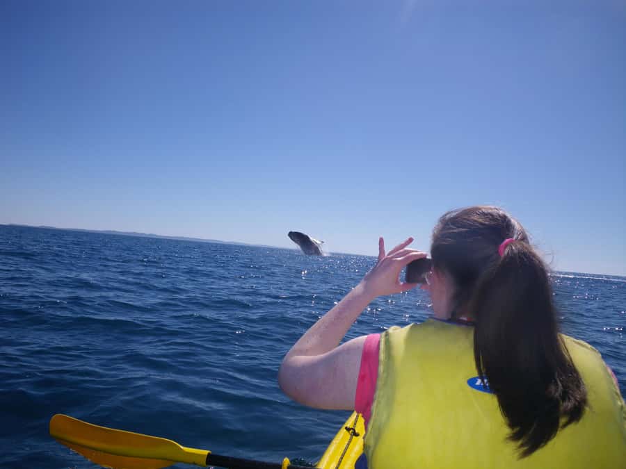 Noosa: Epic Whale Watching Ocean Kayak Tour & Beach 4X4 - Value for money: what you’re paying for at $121
