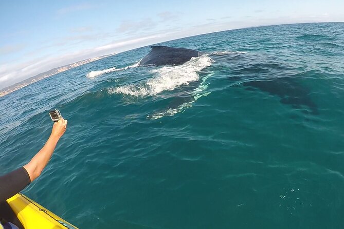 Noosa: Epic Whale Watching On Ocean Kayaks & Beach 4X4 Tour - Getting There From Noosa Heads: The Start Matters