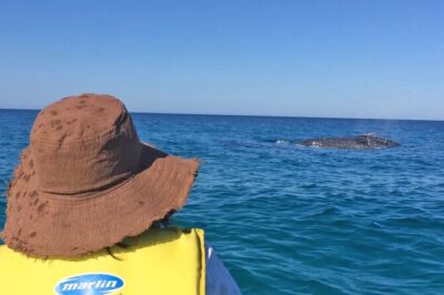 Noosa: Epic Whale Watching On Ocean Kayaks & Beach 4X4 Tour - The 4X4 Beach Drive Into Great Sandy National Park