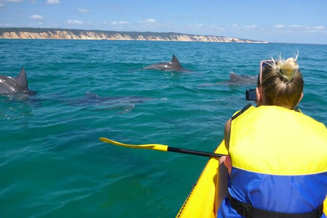 Noosa: Epic Whale Watching On Ocean Kayaks & Beach 4X4 Tour - Wildlife Beyond Whales: Dolphins, Turtles, Rays, Seabirds
