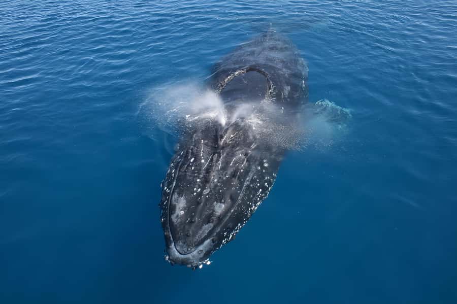 Noosa: Noosa Whale Watching Tour - Key highlights worth knowing