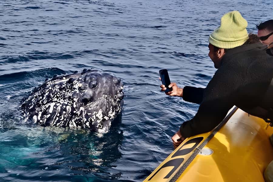 Noosa: Noosa Whale Watching Tour - Why Noosa humpbacks are special (and why this tour works)