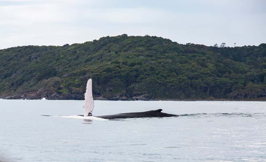 Noosa: Noosa Whale Watching Tour - Noosa River cruising: the views you actually get from the water