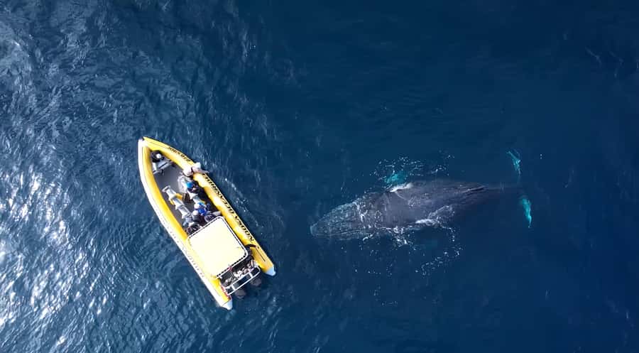 Noosa: Noosa Whale Watching Tour - When whales show up: what to watch and how to behave