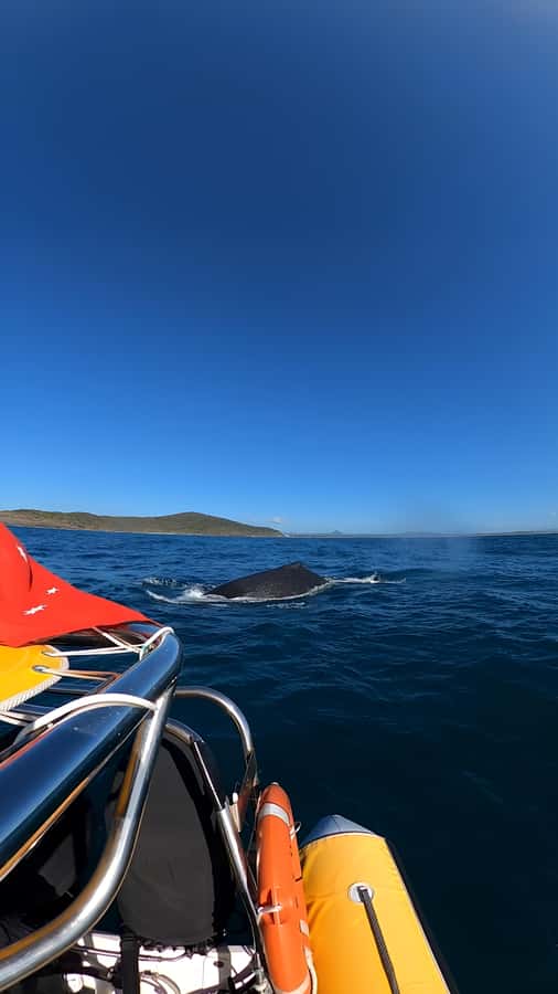 Noosa: Noosa Whale Watching Tour - Value check: what’s included in $70 and what to pack
