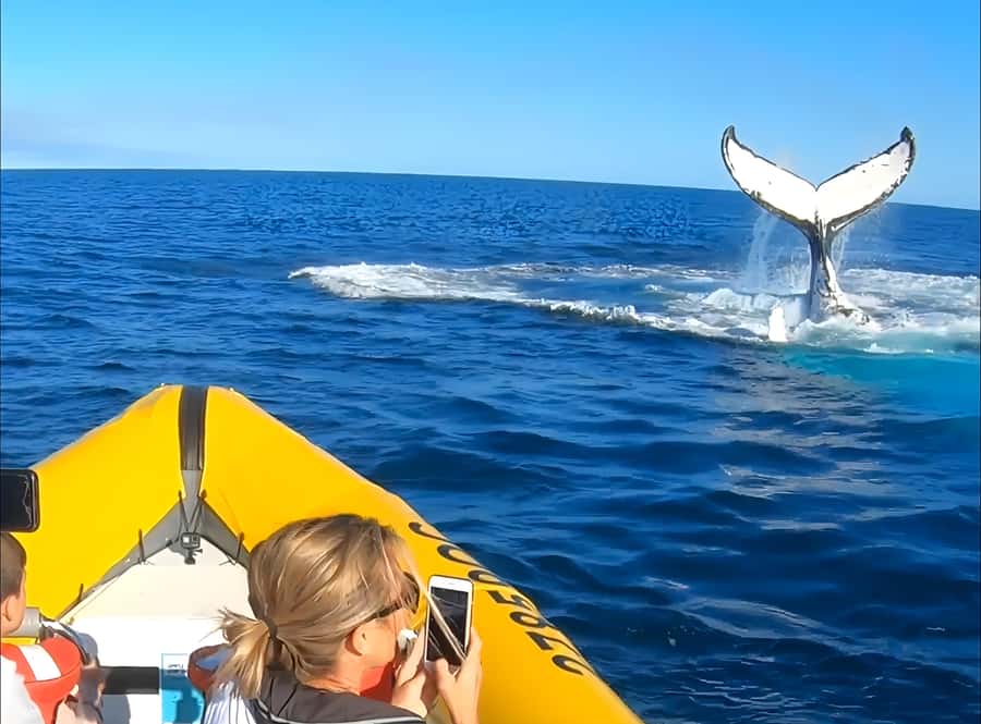 Noosa: Noosa Whale Watching Tour - Who should book this Noosa Oceanrider whale watching cruise