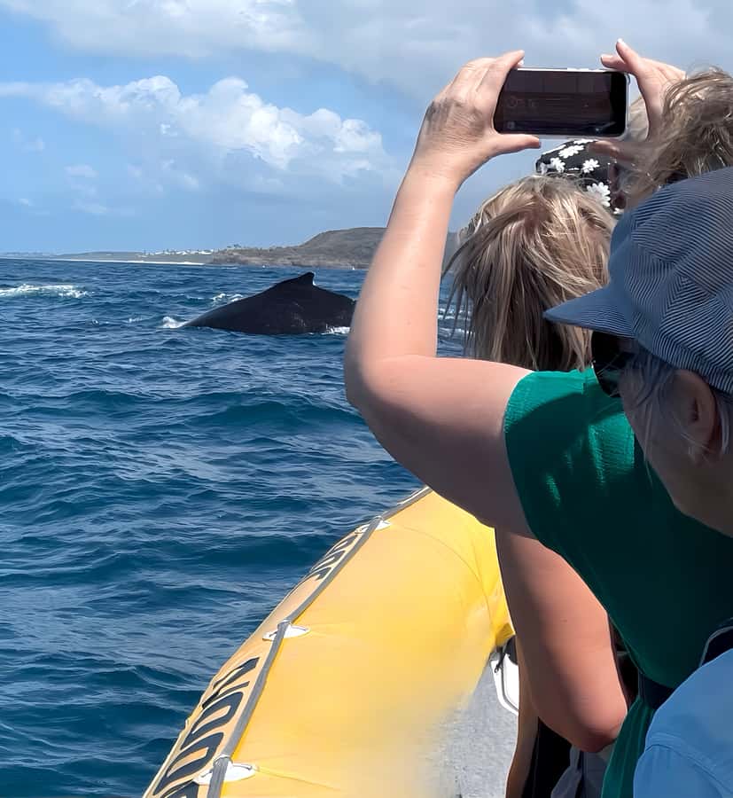 Noosa: Noosa Whale Watching Tour - My booking verdict: should you book?