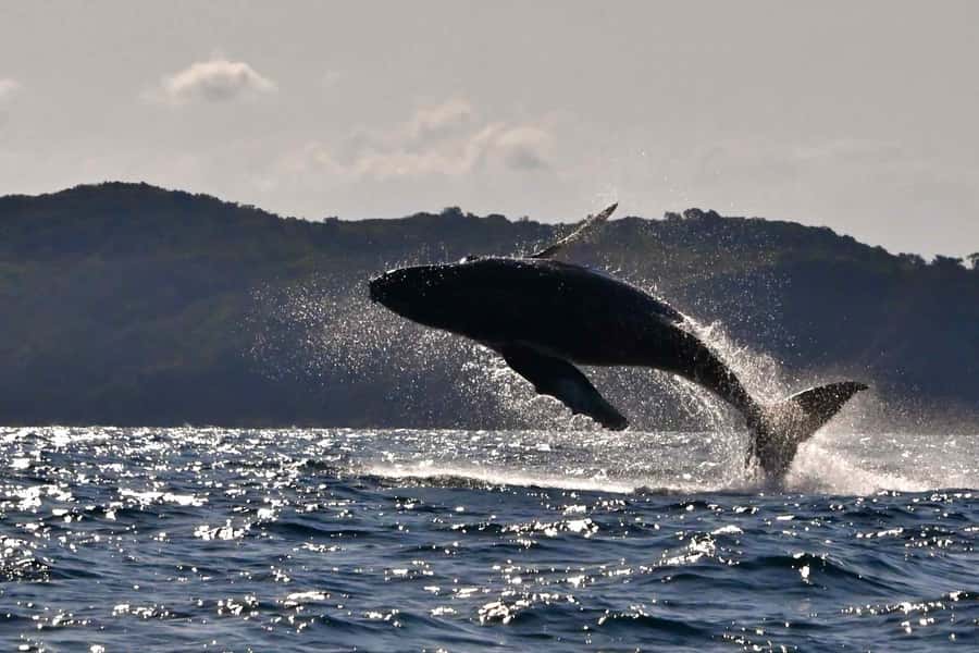 Noosa: Noosa Whale Watching Tour - Noosa Marina departure: where you meet and what that means