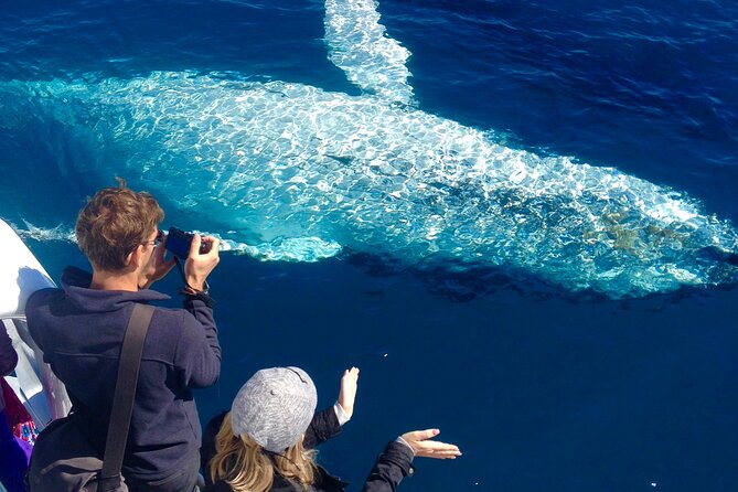 Noosa Ocean Adventures: Whale Watch - Key Things That Make This Whale Watch Work