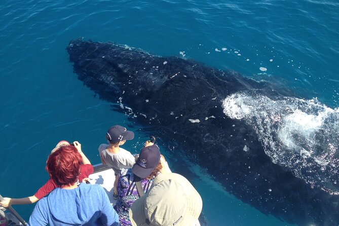 Noosa Ocean Adventures: Whale Watch - The Two-Hour Game Plan: Quick, Focused, and Built for Sightings