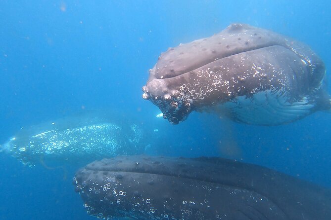 Noosa Ocean Adventures: Whale Watch - The Captain Factor: How Guide Style Shapes Your Sighting Odds
