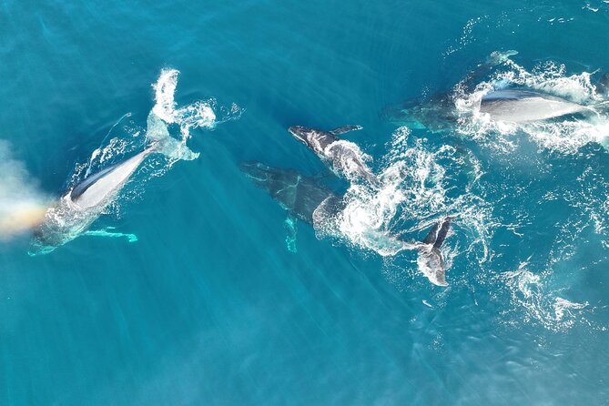 Noosa Ocean Adventures: Whale Watch - Wildlife Viewing Without the Guesswork
