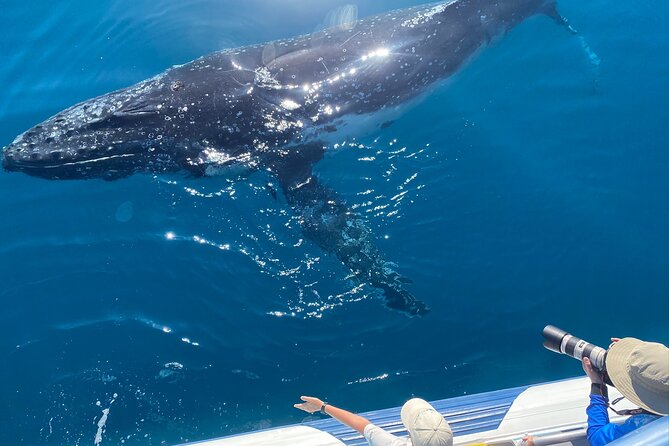 Noosa Ocean Adventures: Whale Watch - Price and Value: Is $68.14 Worth It?