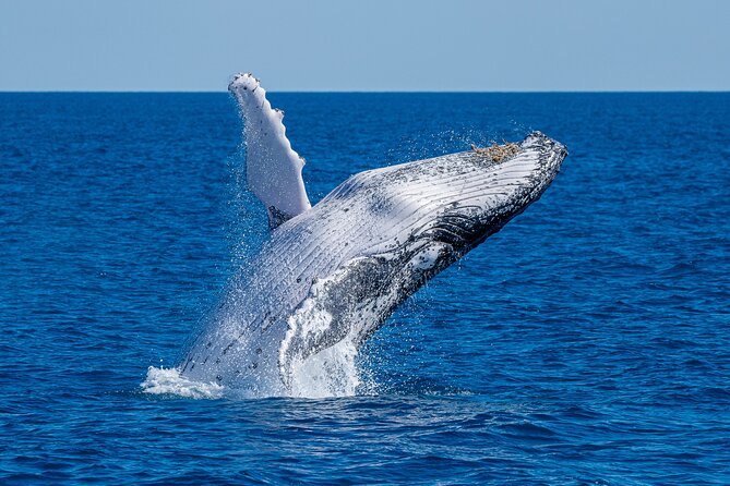 Noosa Ocean Adventures: Whale Watch - What You’re Really Watching For Off Noosa Headland