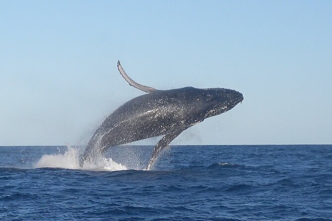 Noosa Whale Watching Cruise – Humpback Whale Adventure - Key highlights that matter before you go