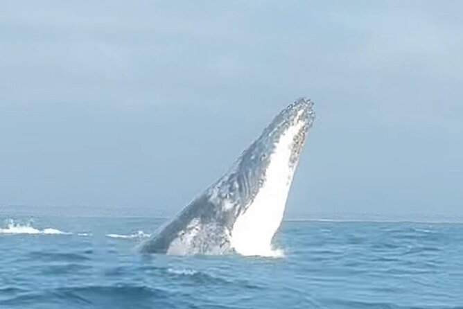 Noosa Whale Watching Cruise – Humpback Whale Adventure - A fast, small-boat whale chase out of Noosa Marina