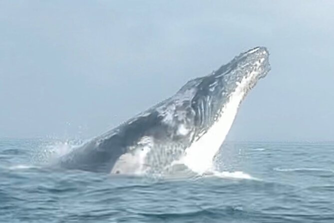 Noosa Whale Watching Cruise – Humpback Whale Adventure - Winter humpback behavior: what you’re actually hoping to see