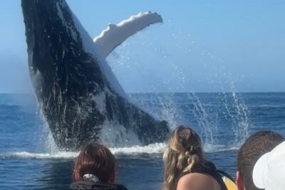 Noosa Whale Watching Cruise – Humpback Whale Adventure - Noosa National Park from the water: the view you can’t get any other way