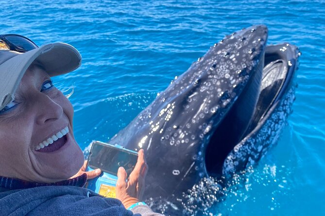 Noosa Whale Watching Cruise – Humpback Whale Adventure - Price and value: what you’re really paying for