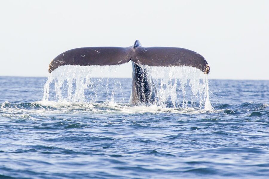 Oahu: Waikiki Eco-Friendly Afternoon Whale Watching Trip - Key Highlights to Know Before You Go