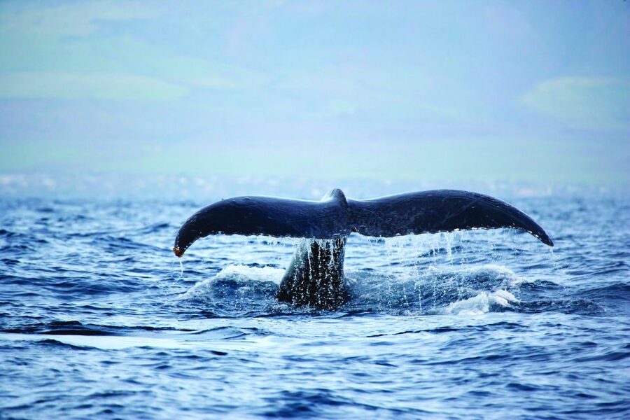 Oahu: Waikiki Eco-Friendly Afternoon Whale Watching Trip - The Whale Guarantee: How to Think About It