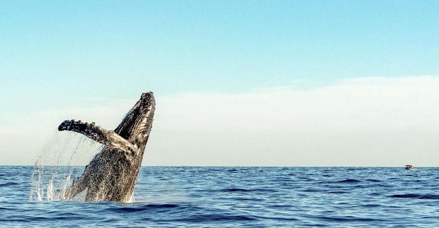 Oahu: Waikiki Eco-Friendly Afternoon Whale Watching Trip - Who This Trip Is Best For (and Who Should Think Twice)