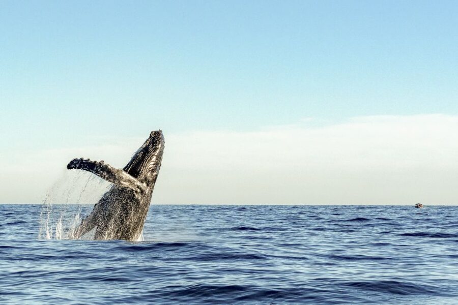 Oahu: Waikiki Eco-Friendly Morning Whale Watching Cruise - The Big Idea: Why This Waikiki Whale Cruise Feels Worth 99 Bucks