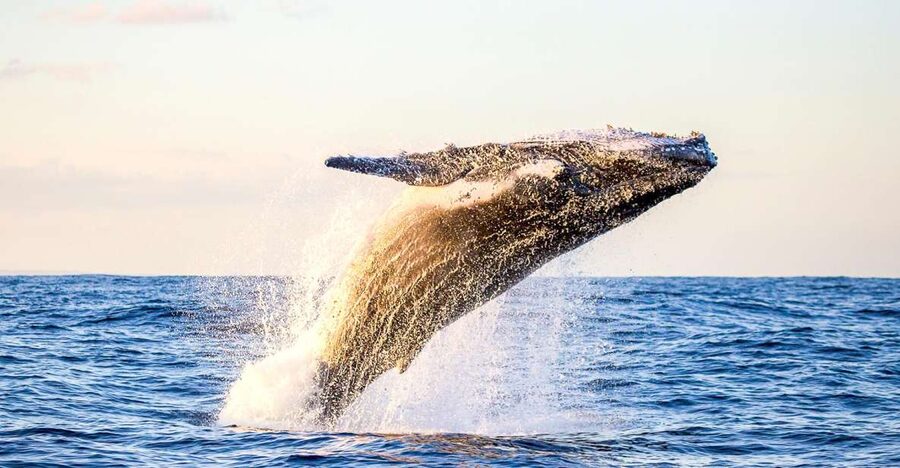 Oahu: Waikiki Eco-Friendly Morning Whale Watching Cruise - Cruise Vibe: Waikiki Skyline, Diamond Head, and the Open Pacific