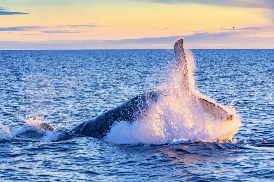 Oahu: Waikiki Eco-Friendly Morning Whale Watching Cruise - Weather and Comfort: Cold Wind, Sun, and What to Bring