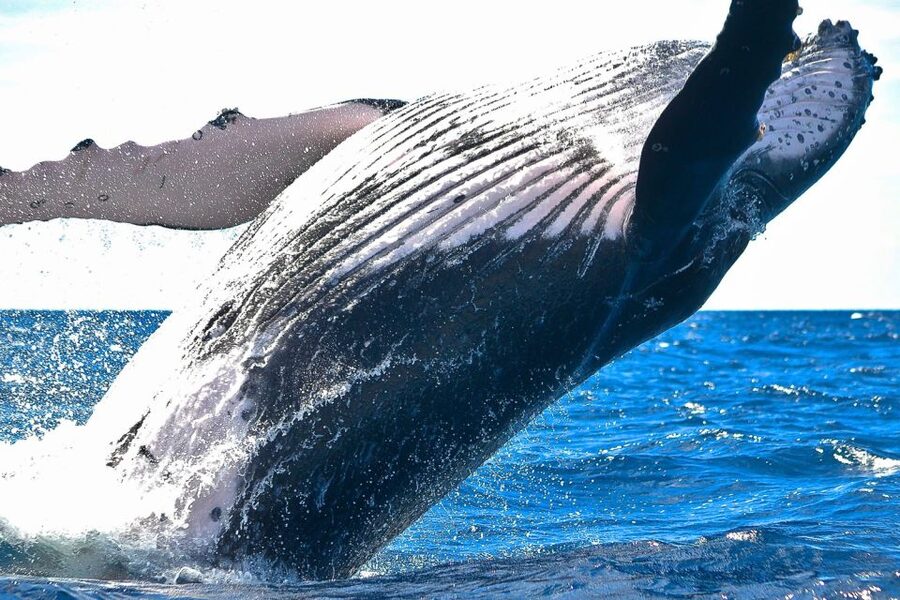 Oahu: Waikiki Eco-Friendly Morning Whale Watching Cruise - Is It Worth $99? A Value Check That Makes Sense