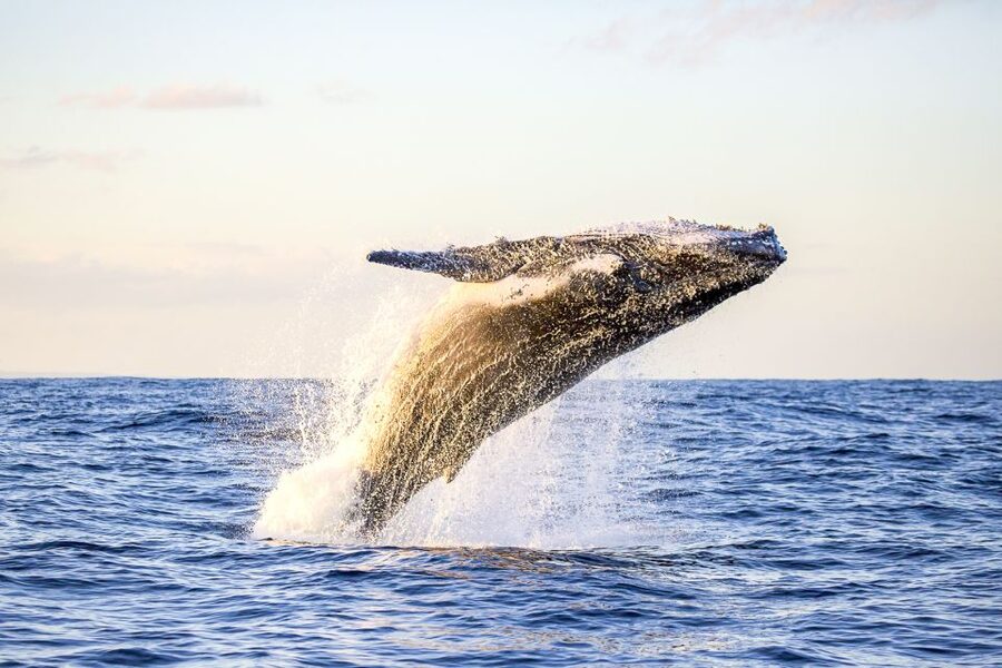 Oahu: Waikiki Eco-Friendly Morning Whale Watching Cruise - Finding the Honu Lani in Kewalo Basin Without Losing Your Morning