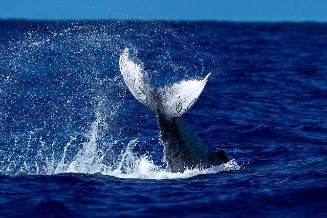 Oahu Whale Watch Tour & Waikiki Sunset Boat Tour - Quick highlights
