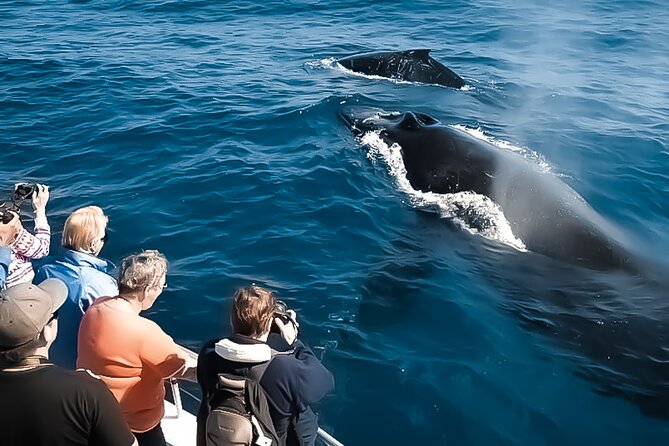Oahu Whale Watch Tour & Waikiki Sunset Boat Tour - Why This Whale Watch + Sunset Combo Works So Well