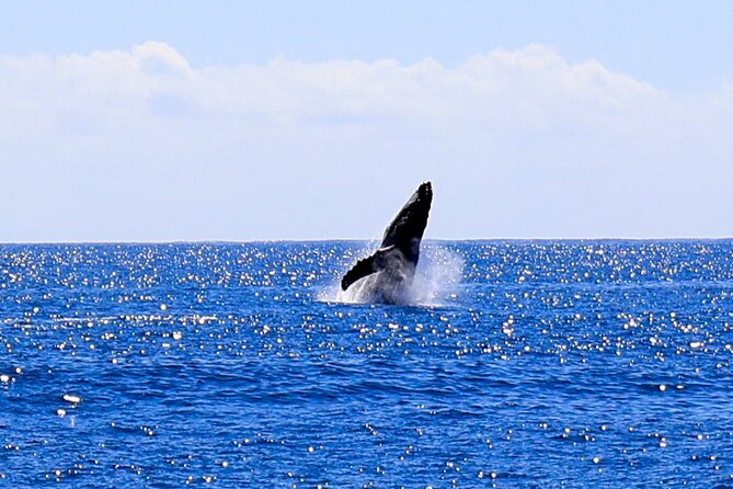 Oahu Whale Watch Tour & Waikiki Sunset Boat Tour - Humpback Whales: What You Might Actually See