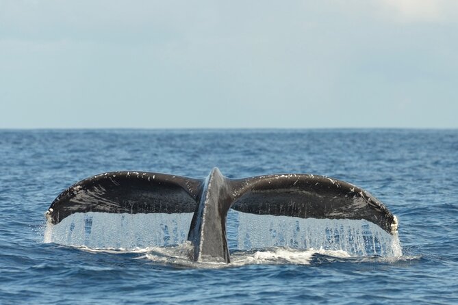 Oahu Whale Watch Tour & Waikiki Sunset Boat Tour - Waikiki Sunset From the Water (And Why It’s Worth It)