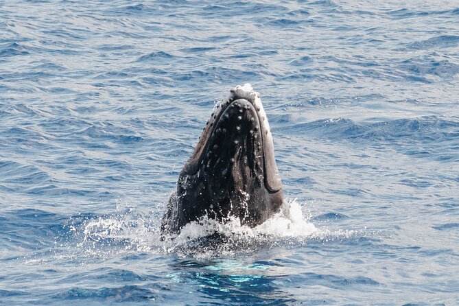 Oahu Whale Watch Tour & Waikiki Sunset Boat Tour - What to Bring: Food, Drinks, and the Wind Factor