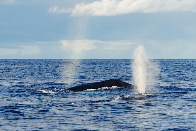 Oahu Whale Watch Tour & Waikiki Sunset Boat Tour - Price and Value: Is $80 Worth It?