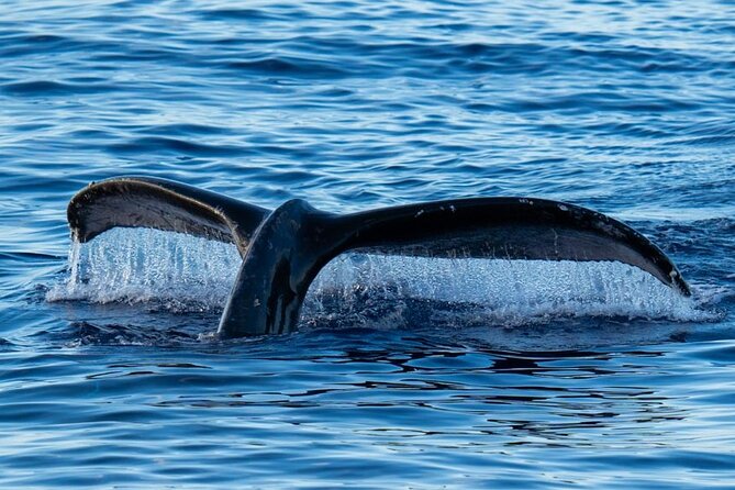 Oahu Whale Watch Tour & Waikiki Sunset Boat Tour - Getting to Kewalo Basin (Slip F16) Without Stress