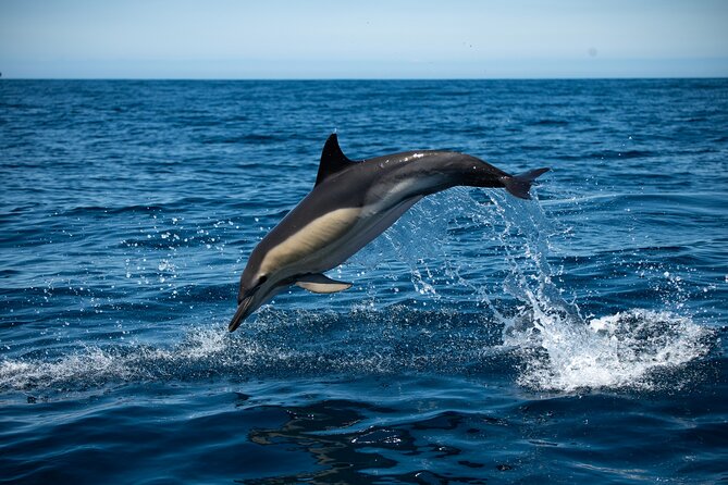 Observation of Dolphins and Whales with Marine Biologist in Arrábida - Why Arrábida’s coast is a solid bet for dolphins and whales
