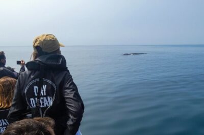 Observation of Dolphins and Whales with Marine Biologist in Arrábida - Marine biologist on board: what you’ll learn beyond the spot