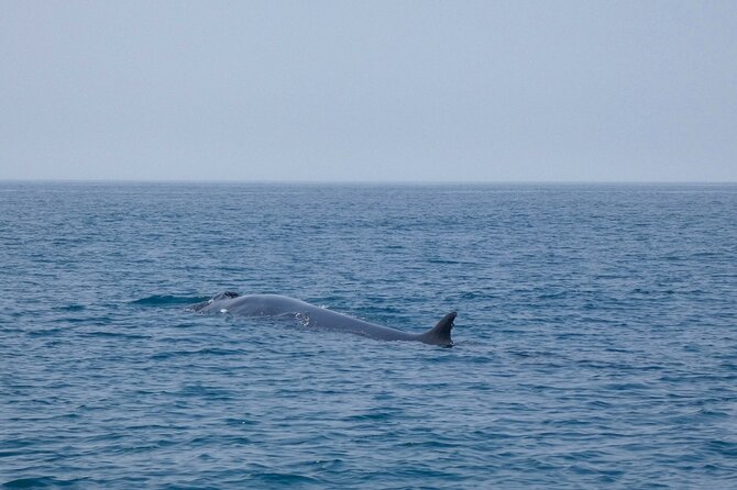 Observation of Dolphins and Whales with Marine Biologist in Arrábida - Price and what you actually get for it
