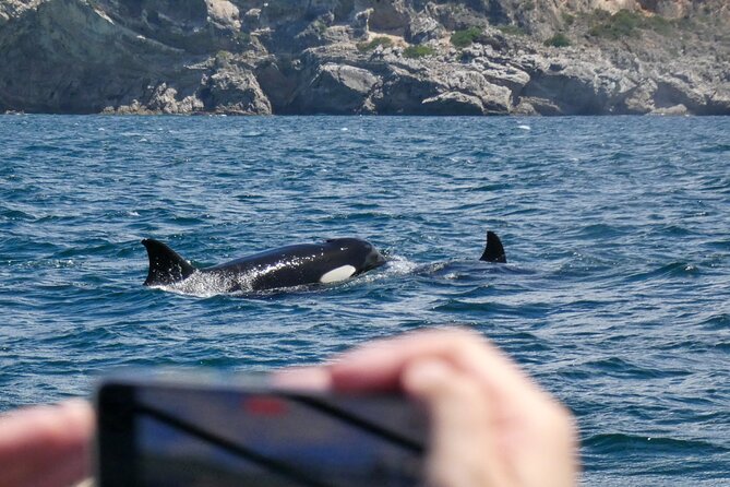 Observation of Dolphins and Whales with Marine Biologist in Arrábida - Getting the most out of it: practical tips I’d use
