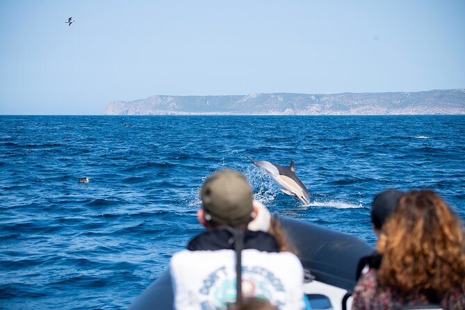 Observation of Dolphins and Whales with Marine Biologist in Arrábida - Who should book this dolphin and whale tour