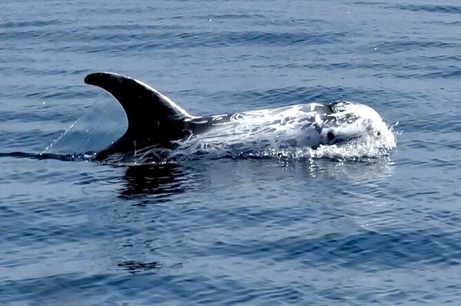 Observation of Dolphins and Whales with Marine Biologist in Arrábida - Should you book this Arrábida marine life cruise?