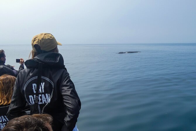 Observation of Dolphins and Whales with Marine Biologist in Arrábida - Marine biologist on board: what you’ll learn beyond the spot