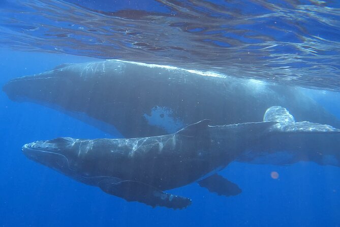 Observe and Swim with Whales in Tahiti - Key things I’d plan for on this Tahiti whale + turtle tour