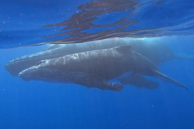 Observe and Swim with Whales in Tahiti - Te Moana Tahiti Resort start: what the first hour sets up