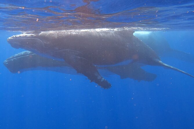 Observe and Swim with Whales in Tahiti - The whale-and-calves part: what you can realistically expect