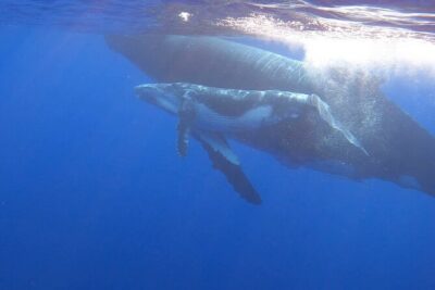 Observe and Swim with Whales in Tahiti - A comfortable boat and a real look at “rough seas”