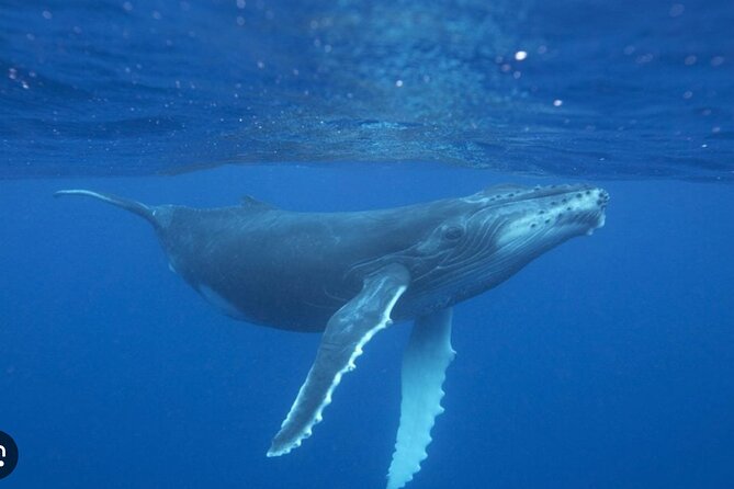 Observe and Swim with Whales in Tahiti - The turtle finale: what happens at the end of the tour